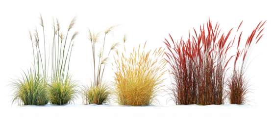 Ornamental grasses collection with decorative plume-like flowers on an isolated transparent background