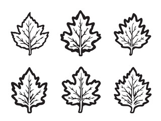 Elegant beech leaf line art botanical illustration