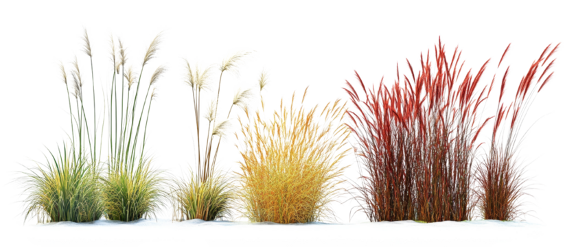 Ornamental grasses collection with decorative plume-like flowers on an isolated transparent background