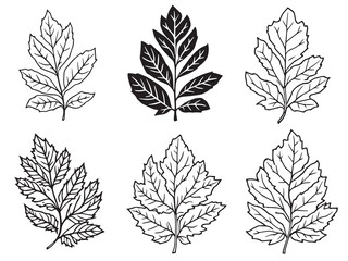 Elegant Bayberry Leaf Botanical Line Art Vector Illustration