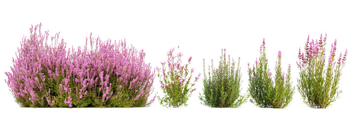 Assortment of flowering heather plants showcasing delicate pink and green hues on transparent