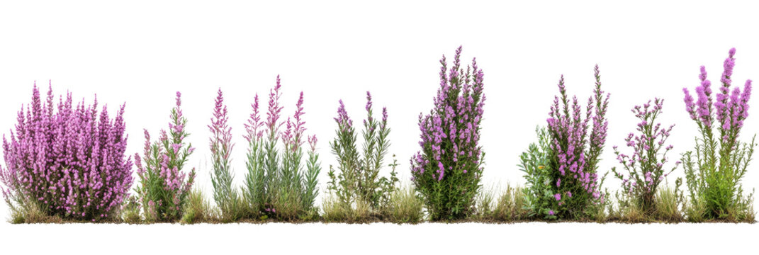 Isolated botanical arrangement of flowering heather plants on a transparent setting, perfect for overlays