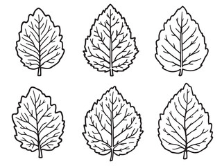 Elegant Butterbur Leaf in Detailed Line Art Design