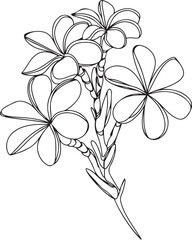 Black line minimalist plumeria flower sketch in continuous line art style isolated on white background representing elegant tropical floral vector illustration