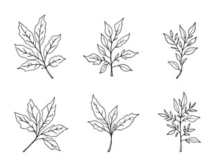 Elegant Cassia Leaf in Minimalistic Line Art Design