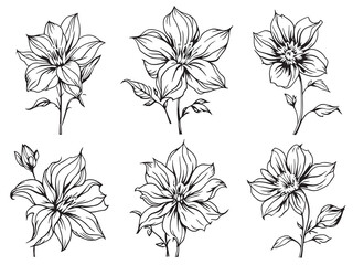 Elegant Columbine Flower in Minimalist Line Art Style