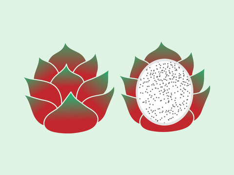 exotic tropical dragon fruit flat vector illustration