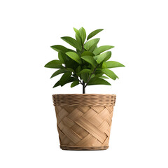 Obraz premium Potted plant in woven rattan basket