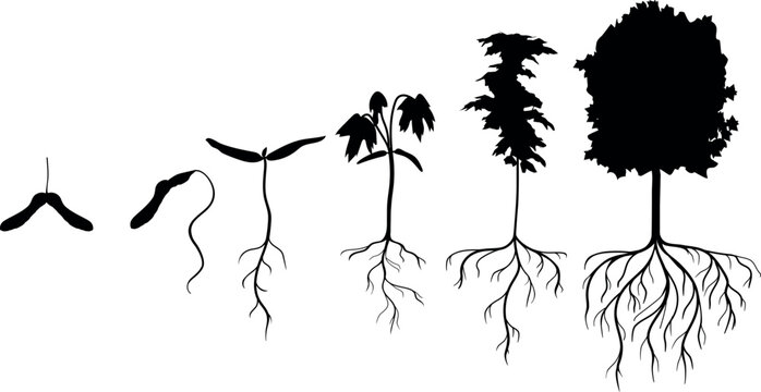 Black silhouette of life cycle of maple tree (Acer platanoides). Growth stages from samara fruit and sprout to old tree with root system isolated on white background
