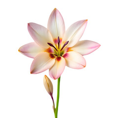 Naklejka premium Elegant Pale Pink Flower with Bud A Stunning Floral Image on transparent background