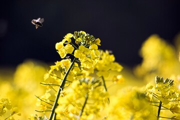 flowering rapeseed Flofers and rapeseed field in spring in May. A Bee at Work.