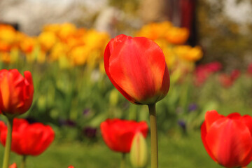red and yellow tulips