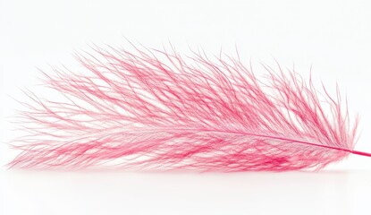 Pink Pampas Grass Plume Macro Photography on White