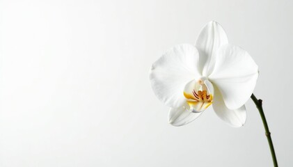 Obraz premium Delicate white orchid blossom on pure white backdrop, closeup, spring