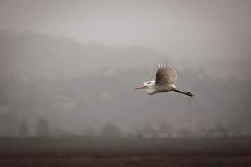 Great Egret in Flight - Las Gallinas Wildlife Ponds, Marin County 