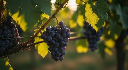 Fototapeta premium Grapes on Vine in Sunlight