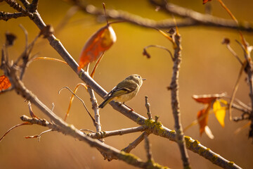 Ruby Crowned Kinglet - Las Gallinas Wildlife Ponds, Marin County 