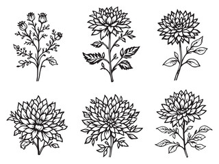 Elegant Line Art Chrysanthemum Greens Botanical Illustration Design