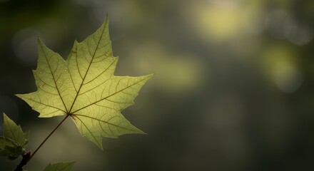 Obraz premium Translucent maple leaf illuminated by sunlight displaying intricate veins