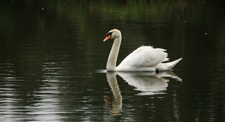 Fototapeta premium Elegant swan gliding serenely on a tranquil lake in natural environment