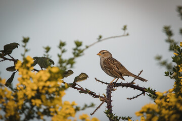 Sparrow in Branch - Las Gallinas Wildlife Ponds, Marin County 