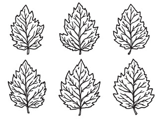 Hand drawn birch leaf sketch with elegant line design