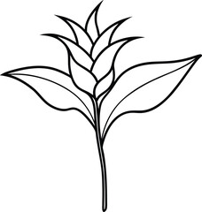 Heliconia Plant Outline, Botanical Line Art Drawing on White Background