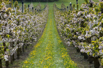 plantation de cerisier, verger, production de cerises en suisse