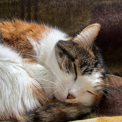 Calico cat peacefully sleeping on a warm blanket during the afternoon