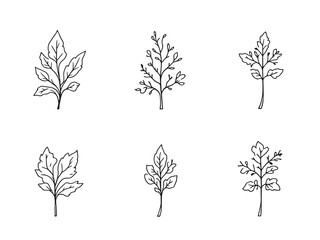Hand Drawn Garlic Mustard Leaf Illustrations for Botanical Design 