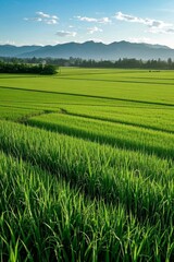 Obraz premium a close up of a field of grass with mountains in the background