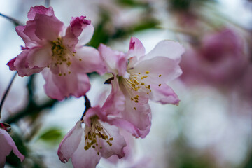 In full bloom Chinese flowering crabapples