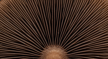 Abstract Radial Pattern Of Mushroom Gills In Tones Of Chocolate Brown