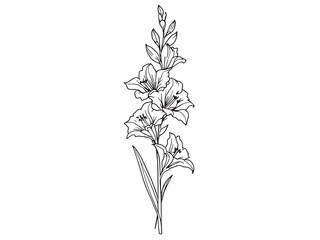 Hand-drawn Gladiolus Blossom in Minimalist Vector Design 