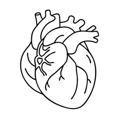 human heart icon, human heart vector illustration-simple illustration of human heart, perfect for human heart logos and icons