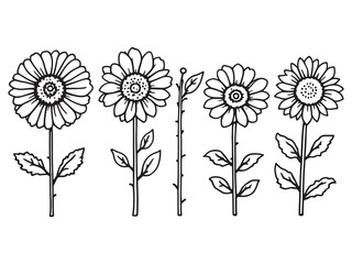 Helenium Flower Line Art Botanical Design for Print and Web 