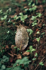 Obraz premium Decomposing Leaf on Forest Soil with Emerging Sprouts - Nature's Life Cycle