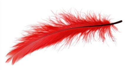 Vibrant Red Feather Close Up on White Background