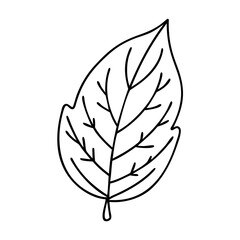leaf icon, leaf vector illustration-simple illustration of leaf, perfect for leaf logos and icons