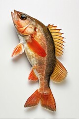 a fish isolate on white background