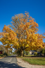 Naklejka premium Yellow leaves on a tree in fall, near the Conestogo river, Waterloo, Ontario, Canada