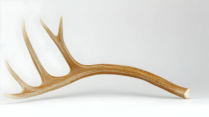 Single Isolated Antler On White Background Showing Animal Skeleton Structure