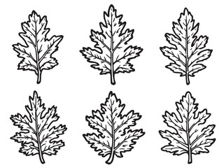Minimalist Cedar Leaf Vector Drawing Perfect for Eco Projects 