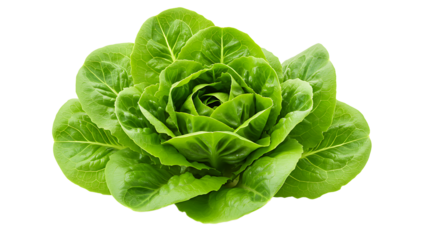Close up of a vibrant green romaine lettuce head against a black background studio shot view