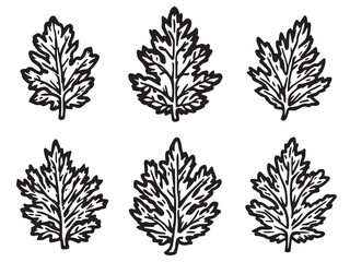 Minimalist Cedar Leaf Vector Drawing Perfect for Eco Projects 