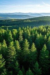 Obraz premium a view of a forest with a few trees in the foreground