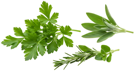 A close up shot of fresh herbs including parsley sage and rosemary on a black background space around