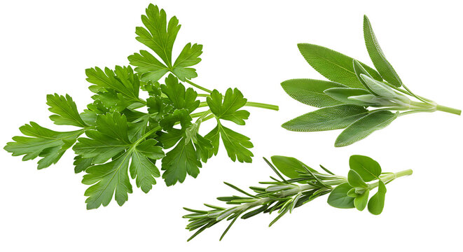 A close up shot of fresh herbs including parsley sage and rosemary on a black background space around
