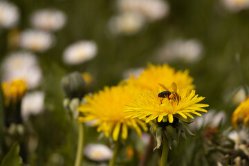 Macro shot of a bumblebee collecting nectar from a bright yellow dandelion flower. A detailed view of pollination in action, symbolizing the beauty and importance of biodiversity.