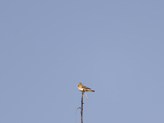 A solitary bird perched on the tip of a budding tree branch against a clear blue sky. A minimalist spring scene capturing the beauty of nature’s awakening.